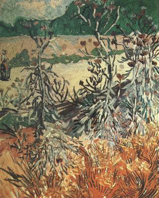 Vincent Van Gogh Thistles (nn04) oil painting image